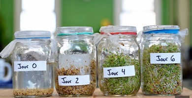 Photo de quatre pots en verre couverts par un mince filet protecteur.